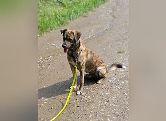 Buddy- der tollste Hund in den richtigen Händen