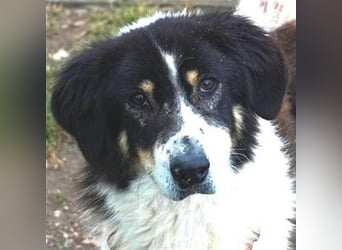 Freundlicher Peppe sucht seine Familie