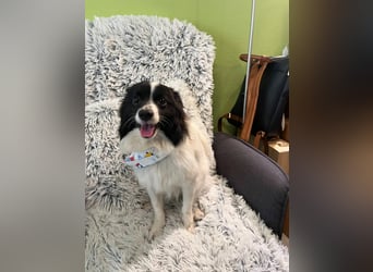 Leopold SR - kleiner Spitz mit großem Charme sucht seinen Platz im Leben