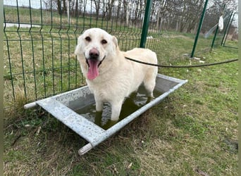 Fibi, geboren 01.06.2021, 50cm sucht ihr Körbchen