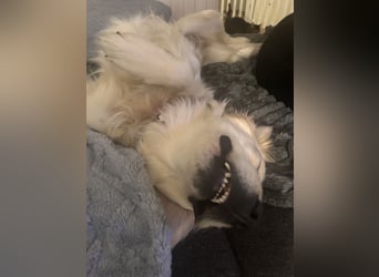 Golden Retriever Mädchen