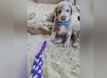 Labrador Aussiedor Welpen,Abgabebereit, aus liebevoller Zucht
