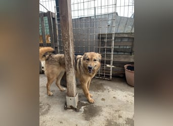 SINA, Hündin, 7 Jahre, 53 cm, Mischling, Tierschutz
