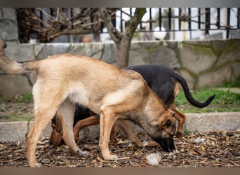 Nala - sportlich und freundlich