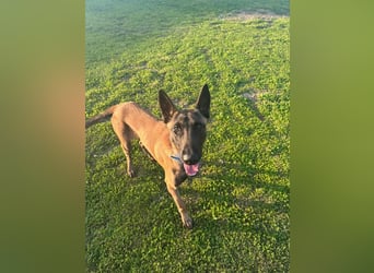 Salva, perfekter Malinois der einfach nur gefallen will