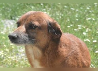 Mike, einer von zwölf zurückgelassenen Hunden sucht ein neues Zuhause