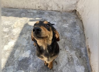 Biscuit