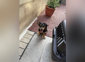 Zaza sucht ein tolles Zuhause