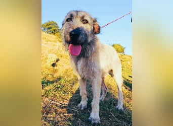 Monty – sanftmütiger, weiser, großer Bub sucht seine Menschen