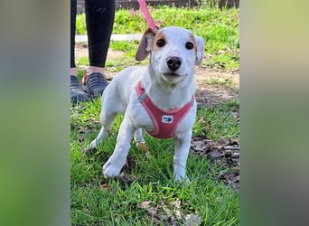 Sunny, fröhliches Hundemädchen sucht Familienanschluss
