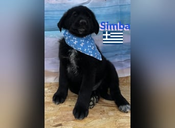 Simba,geb.02/25,griech.Hütehundebub sucht seine Familie,bereits auf PS in 66557 Illingen