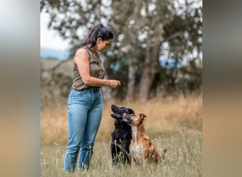 PAULI - Freundlicher Schäferhund sucht erfahrenes Zuhause