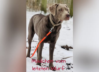 Labrador Welpen in der Farbe Silber mit Ahnentafel!