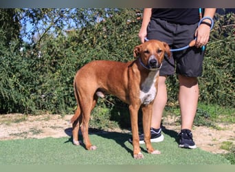 Arthur, Mix Labrador / Podengo