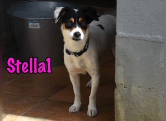 Stella1 geb. 01/2024 (ESP) - sehr liebe und verschmuste, süße Bodeguera!
