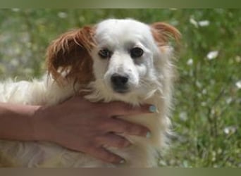 Fifi, eine von zwölf zurückgebliebenen Hunden sucht ein neues Zuhause