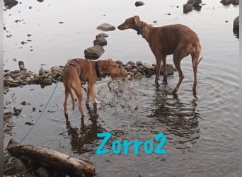 Zorro2 geb. 02/2025 (in Deutschland) - lebensfroher, aktiver Podenco-Bodeguero-Mix Welpe!