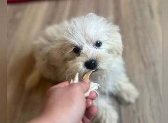 Boomer - freundlicher, aktiver, neugieriger Bologneser-Mix Junghund / z.Zt. noch in Rumänien