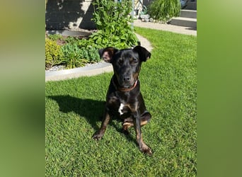 Bailey sucht sein Glück