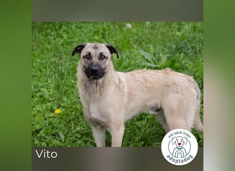 Vito: Junghund sucht ein Zuhause