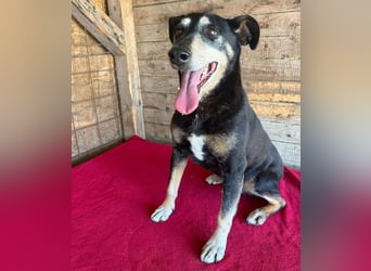 JANOSCH - traurige Geschichte - 13 Jahre, 45cm/15kg - Mischling