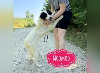 Moomoo braucht Liebe