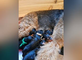 Airedale Terrier Welpen aus VDH Zucht