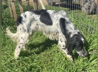 Leroy - super freundlich sucht Familienanschluss