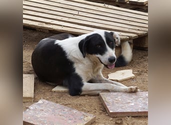 Nika sucht ein zuhause