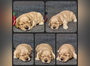 Cockapoo ! Bezaubernde Welpen aus langjähriger, bewährter u. überprüfter Haus/Familienaufzucht.