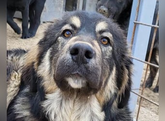 Aramis ❤️ liebevoll aufgeweckter Jungrüde
