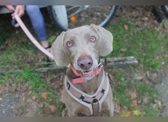 Sally, Weimaranerin, geb. 2014, liebe Familienhündin su. ruhiges Zuhause