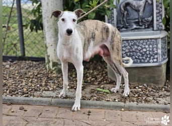 Christa ( Galgo Mix), ist ein absoluter Sonnenschein