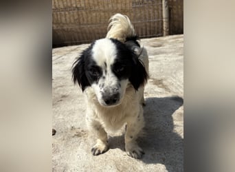 Oreo - freundlich und neugierig