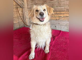 ❤️ unser Sonnenschein PANNI - 3,5 Jahre, 40cm/12kg - kleine Mischlingshündin
