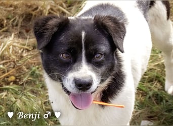 Kokonimix Bo und Benji suchen ab sofort ein Zuhause