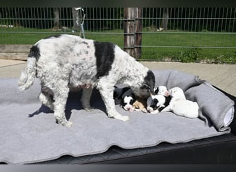 traumhaft hübscher Tibet Terrier Welpen aus erfahrender Zucht  sind geboren dürfen im Juni ausziehen