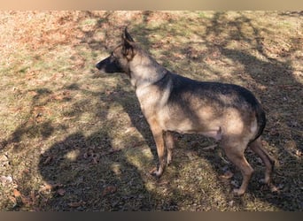 Flower-  Liebevolle Malinois-Mix-Hündin sucht ein geborgenes Zuhause