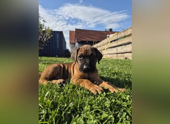 Ridgeback Welpen