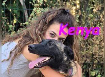 Kenya 10/2024 (ESP) - lebensfrohe und liebevolle, wunderschöne Malinois Junghündin!