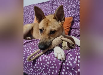 Cooper, auf einer Pflegestelle in Kiel