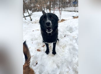 Freundlicher LEWI ist ein absoluter Gute-Laune-Hund