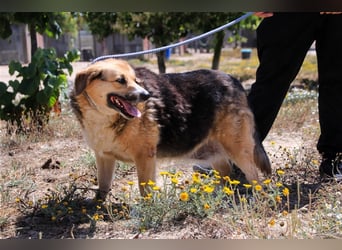 Tieta, Mix Schäferhund / Berner Senne / Collie , lieb und verträglich