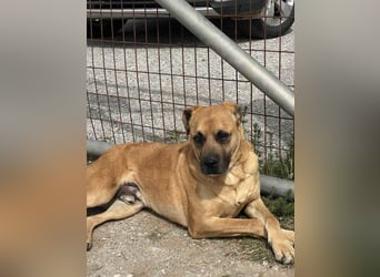 Boomer – Und es hat Boom gemacht!