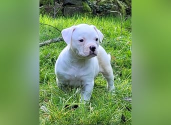 American Bulldog Welpen