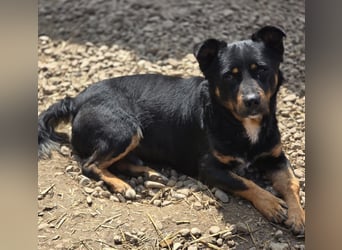 Kleiner FIDO sucht sein Zuhause!
