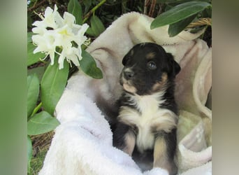 Mini Aussie Welpen Miniatur Australian Shepherd Welpen Welpe