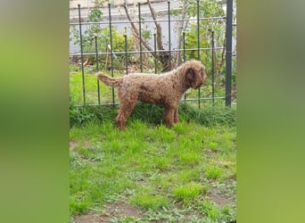 Lagotto Romagnolo welpen