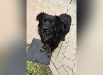 Wunderschöner Loki sucht Pflegestelle oder ruhiges Zuhause