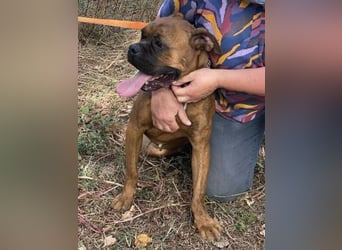 Boxermädel Ersi sucht ein aktives Zuhause.